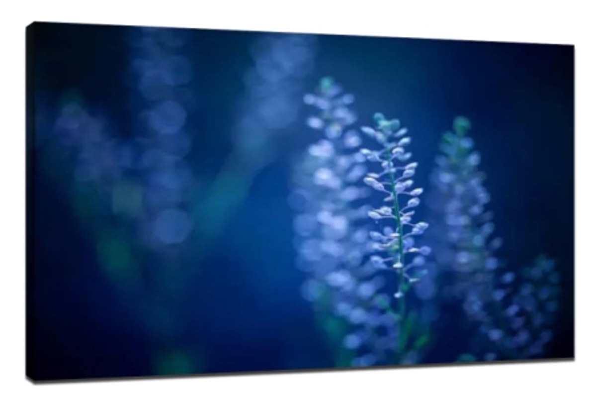 ​6 essential strategies for flower photography