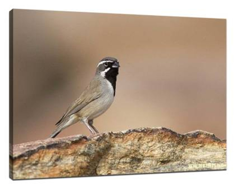​8 tips to make great bird photos