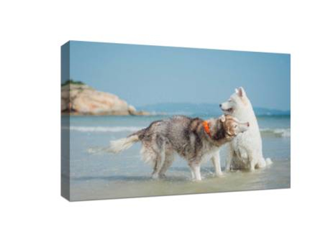 How to Get Professional Pet Photography Works: Capture Your Pet’s Personality Perfectly