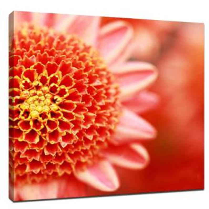 Shoot Chrysanthemum painting