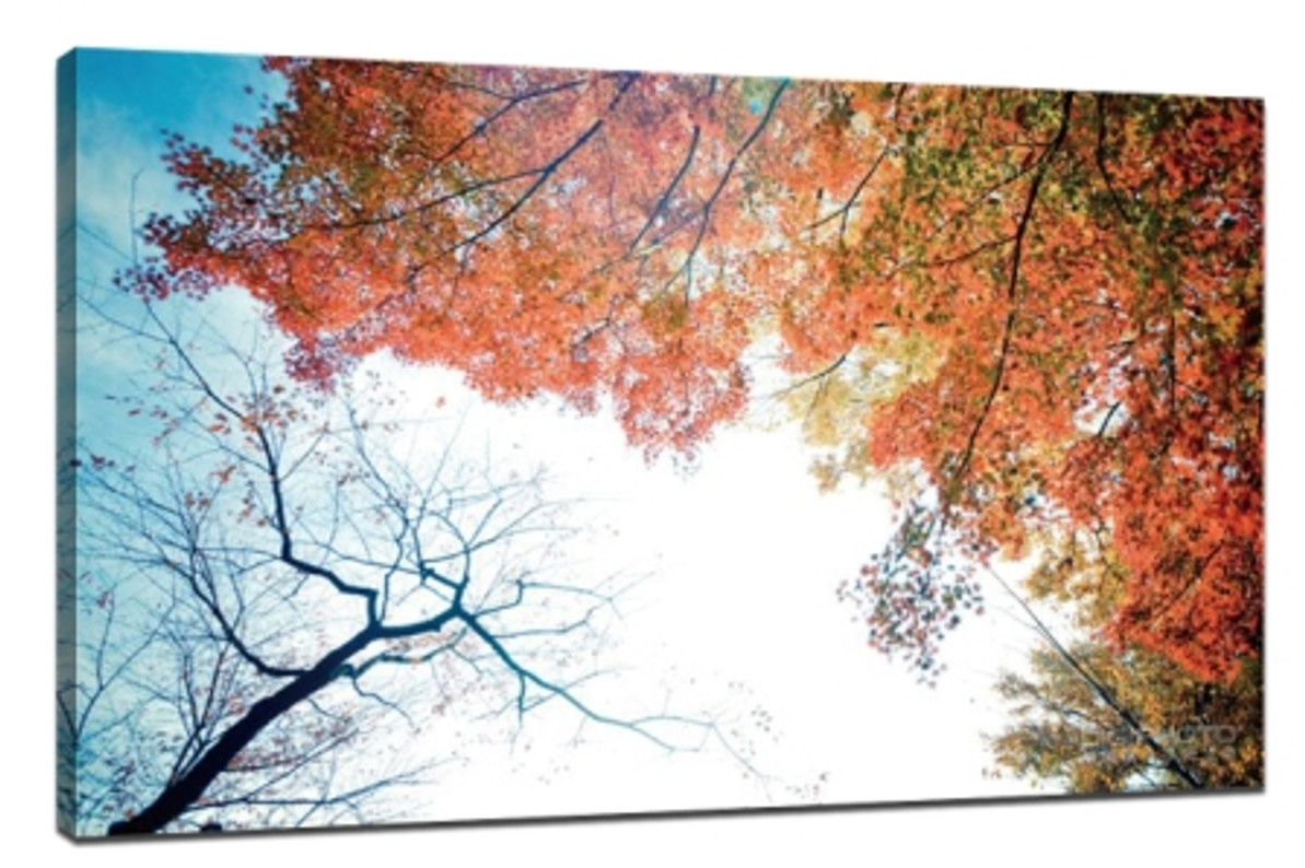 Mastering Close-Up Photography: Tips for Stunning Close-Up Shots