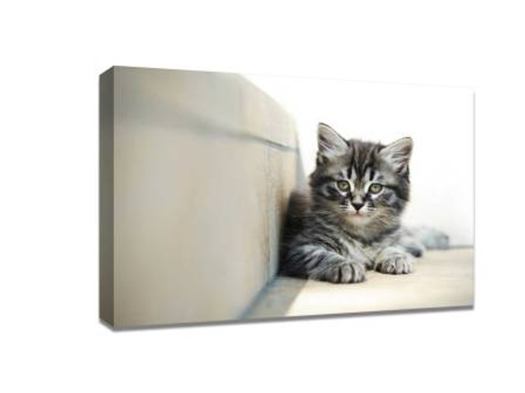 Take a photo of pet with an iPhone