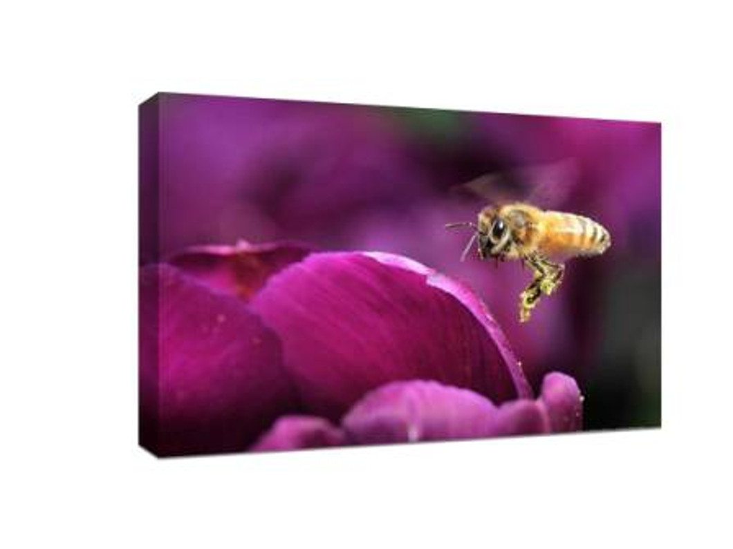 A Very Wonderful Photography Skill: Transforming Your Photos into Stunning Canvas Prints