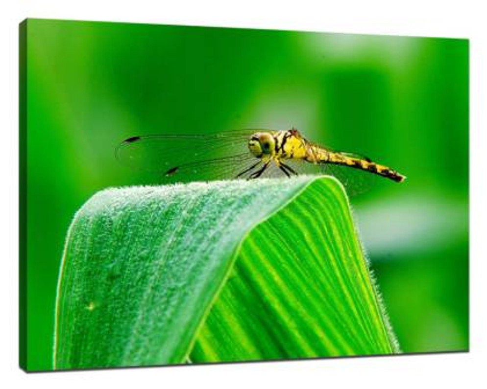 ​Insect photography skills