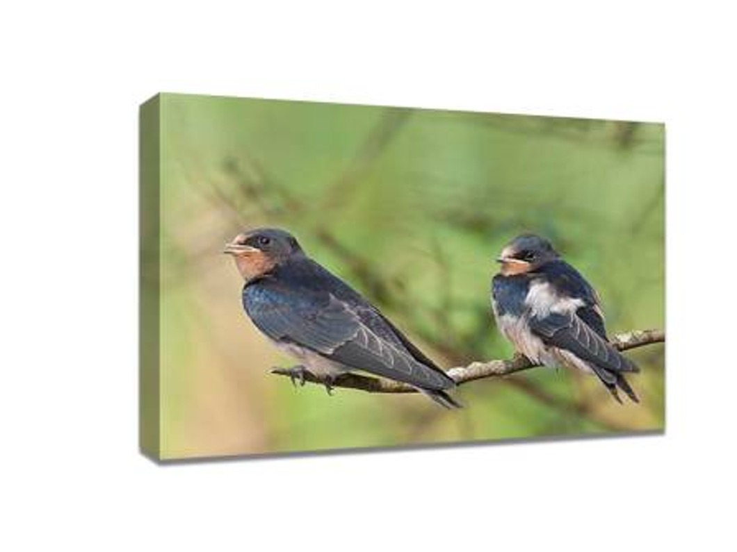 ​Practical course on bird photography