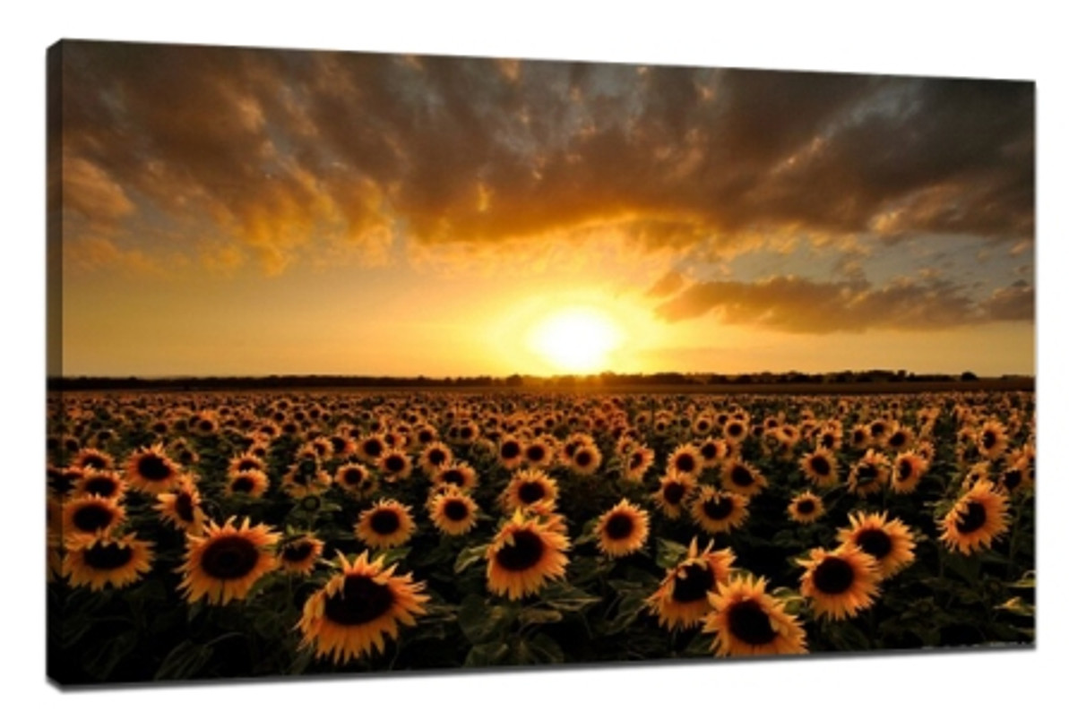 What Makes a Good Photo for Canvas Prints? A Guide to Choosing the Best Images for Your Walls