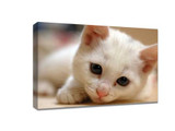 ​5 correct ways to take a picture of a cat