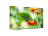 ​5 mobile photography tips to help you easily improve your photography