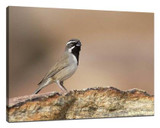 ​8 tips to make great bird photos