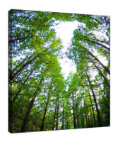 ​Creative composition of nature photography