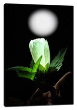 ​Ecological macro photography skills