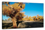 ​Enhance the visual effect to create a good photo