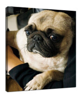 ​Four pet shooting tips