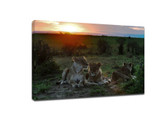 ​Guidelines for wildlife photography