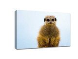 ​Here are some easy tips to take great pictures of animals