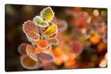 Adjust the white balance of the camera to produce creative hues