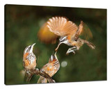 Master birds photography
