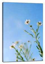 Take good plant macro photography