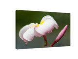Use a mobile phone to take a unique flower photo