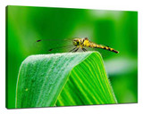 ​Insect photography skills