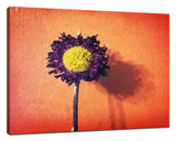 ​Mobile photography background blurs skills