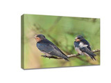 ​Practical course on bird photography