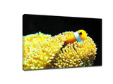 ​Underwater world Photography skills