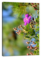 ​Use focus to create shallow depth of field compositions