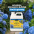 EZ-GRO Hydrangea Fertilizer – Nourish and Enhance Blooms the EZ-GRO Way.