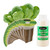 EZ-GRO Bok Choy Seed Pod Kit for Hydroponic Growing Systems