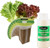 EZ-GRO Salad Green Mix Seed 12 Pod Kit for indoor Hydroponic Growing Systems