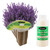 EZ-GRO lavender 3 Pod Kit for indoor Hydroponic Growing Systems
