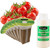 EZ-GRO 6-Pod Red Robin Cherry Tomato Kit – Pre-Seeded Non-GMO Pods with 4 oz Nutrients for Hydroponic Gardens