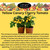 EZ-GRO Yellow Canary Cherry Tomato pod seed kit with Oasis grow plugs — pre-seeded, no assembly, hydroponic growing system.