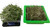 EZ-GRO Cabbage Hydro Kit – side-by-side view of growing vs harvested microgreens hydro kit