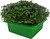 Fresh Chia microgreens growing in reusable green tray, lush and ready for harvest