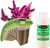 EZ-GRO Celosia Rainbow Pre-Seeded Seed 9-Pod Kit with OASIS Substrates sponges, compatible with hydroponic growing systems.