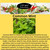 EZ-GRO Common Mint plant, non-GMO heirloom variety with fresh green leaves for indoor hydroponic growing in 3-pods kits