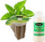 EZ-GRO Common Mint pre-seeded hydroponic seed 3-pods kit with Oasis substrate for indoor growing