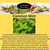 EZ-GRO Common Mint plant, non-GMO heirloom variety with fresh green leaves for indoor hydroponic growing in 6-pods kits