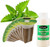 EZ-GRO Common Mint pre-seeded hydroponic seed 9-pods kit with Oasis substrate for indoor growing