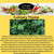 EZ-GRO Culinary Thyme pod plant with small evergreen leaves, aromatic English thyme ideal for indoor hydroponic growing