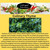 EZ-gro Culinary Thyme 6-pod plant with small evergreen leaves, aromatic English thyme ideal for indoor hydroponic growing