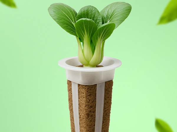 Simple sustainable indoor herb gardening with EZ-gro Bok Choy 3-pods hydroponic seed 
