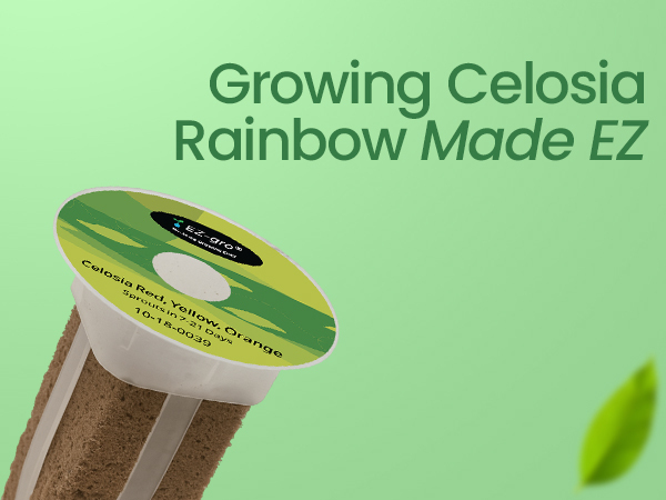 EZ-gro Celosia Rainbow growing made EZ with no-assembly pre-seeded hydroponic 3-pods