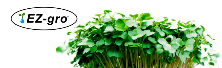 Microgreens Growing Closeup