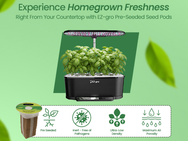 Homegrown Genovese pesto basil 9-pods growing fresh in a soil-free EZ-gro hydroponic garden