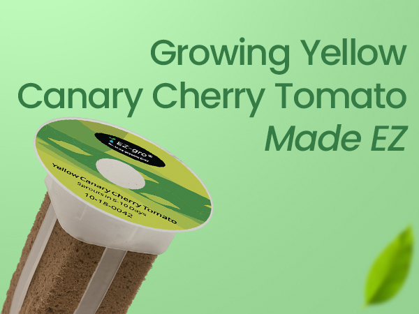 Growing made EZ with EZ-gro Yellow Canary Cherry Tomato pre-seeded 3-pods for hydroponic systems