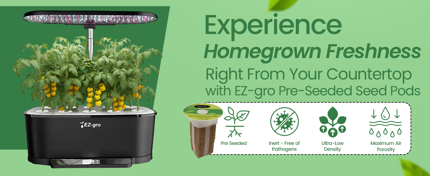 Homegrown Yellow Canary cherry 3-pod tomatoes growing fresh in a soil-free EZ-gro hydroponic garden
