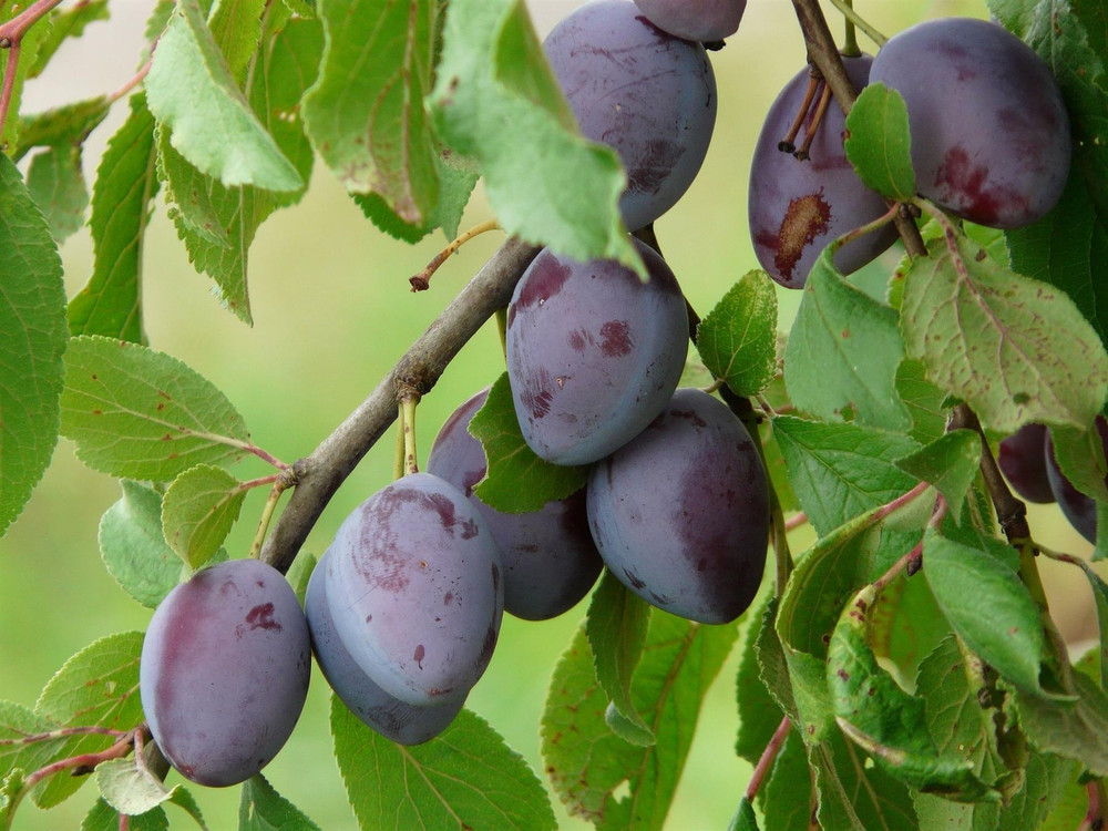 Plums Marjorie's Seedling Fruit Tree 6ft Tall Supplied in a 12 Litre Pot by Directplants